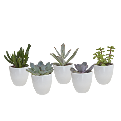 Vetplanten mix 5.5 cm - 5x - in witte pot