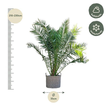 Phoenix Canariensis – 300 cm – ø40