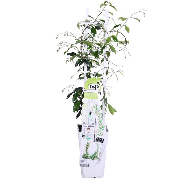 Trachelospermum &