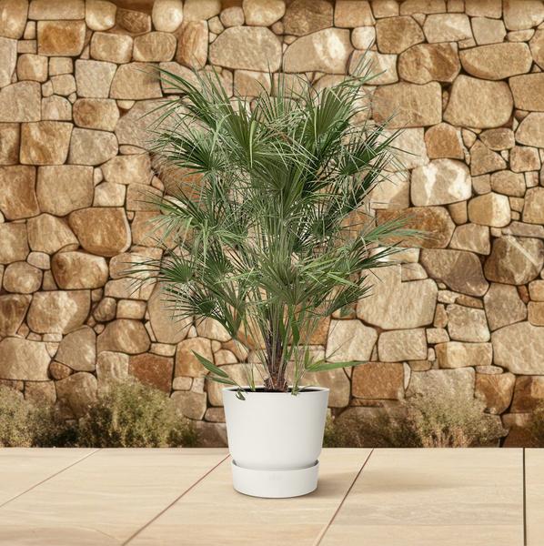 Chamaerops Humilis-Strauch – 170 cm – Ø30