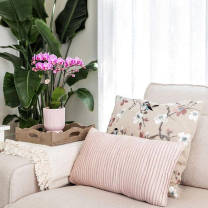 Romantische Plantenset – Prachtige Orchidee en Rhipsalis in Roze Sierpotten