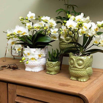 Owl bloempot witte keramieken sierpot