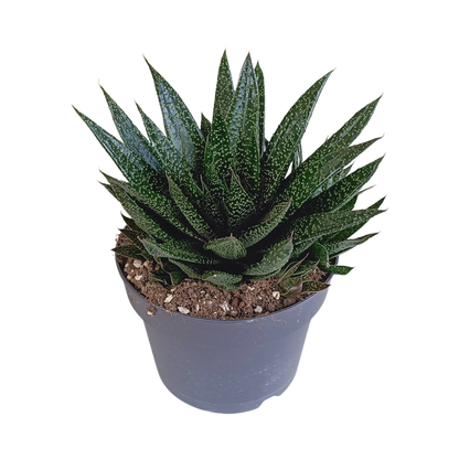 Gasteria &