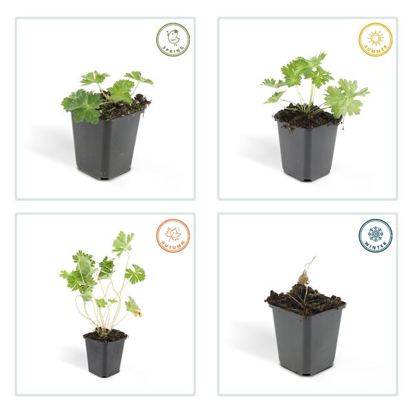 Geranium Rozanne - ↕10-25cm - Ø9cm - 6x