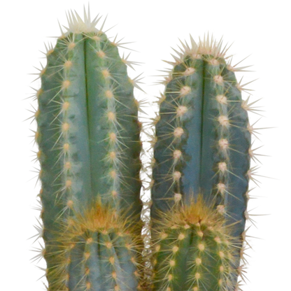 Cactus mix 10.5 cm - 3x - in terracotta pot