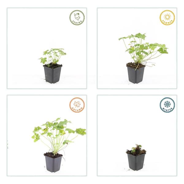 Geranium macr. &