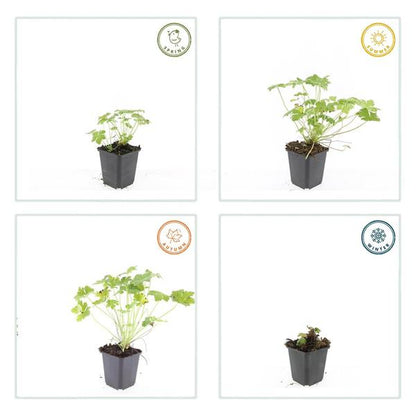 Geranium macr. &