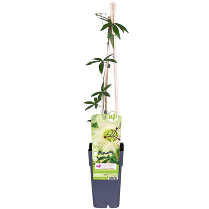Passiflora wit caerulea &