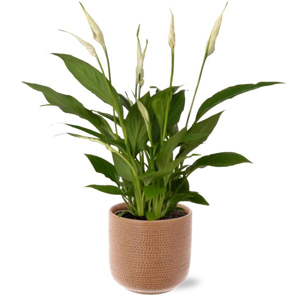 Spathiphyllum Bingo Cupido - Ø12cm - ↕45cm + Aresso Pot D13x12,5cm - Bruin