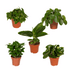 Verrassingsbox - Ø12cm - ↕25cm - x5