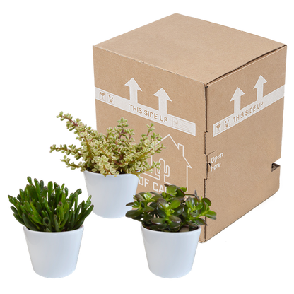 Crassula mix 10,5 cm - 3x - in witte pot