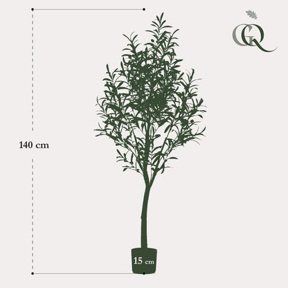 Olea europaea - Olijfboom - 140 cm