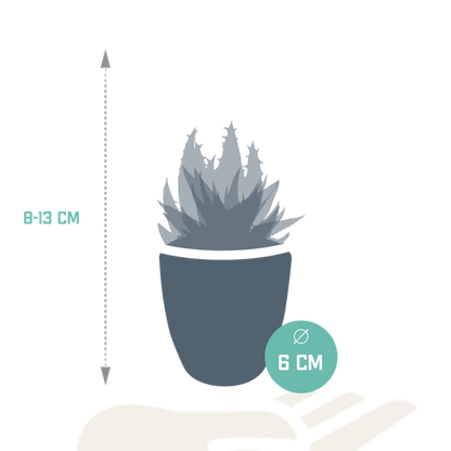 Gasteria/Haworthia mix 5,5cm - in witte pot - 5x
