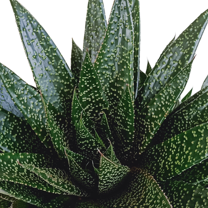 Gasteria &