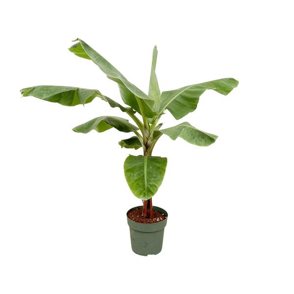 Banana plant (Musa) - 150cm - Ø30