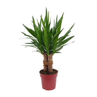 Yucca &quot;Tres Cañas&quot; 30 Stam P19 - Ø19cm - ↕70cm