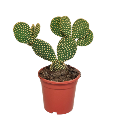 Opuntia microdasys - 17cm - zonder pot