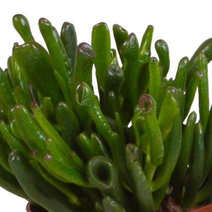 Crassula mix 10,5 cm - 3x - in terracotta pot