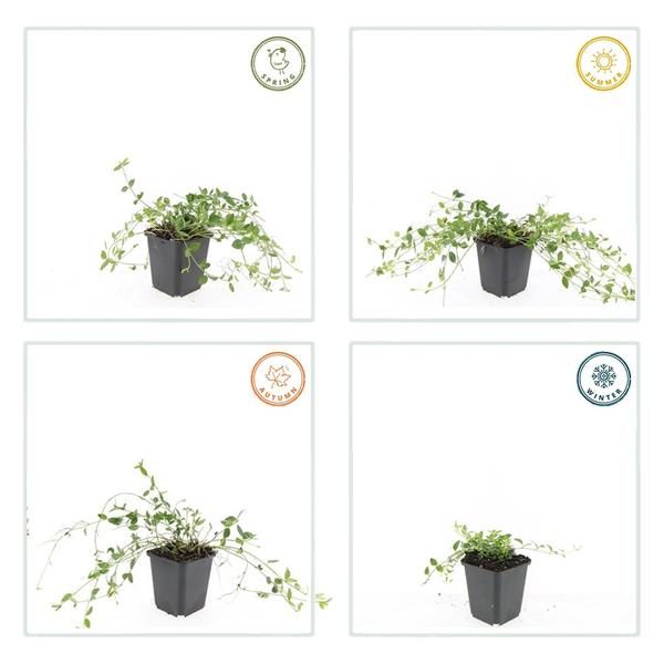Vinca minor &