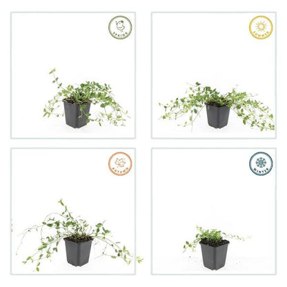 Vinca minor &