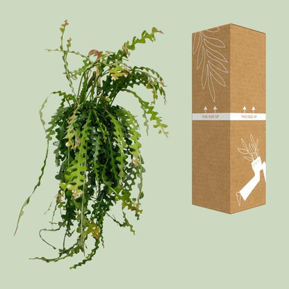 Ephiphyllum Anguliger - Ø21cm - ↕50cm