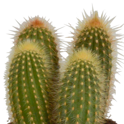 Cereus mix 10,5cm - 3x - in Mexicaanse pot