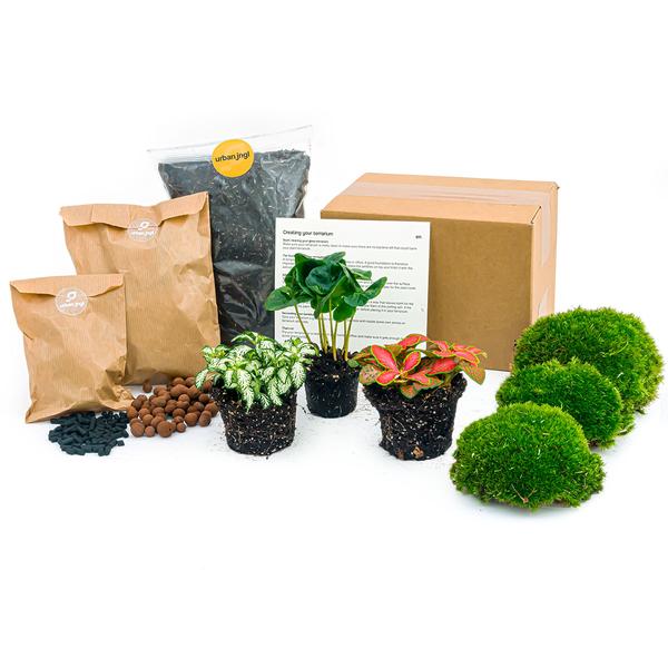 Planten terrarium pakket Coffea Arabica - Navulling &amp; Startpakket- DIY