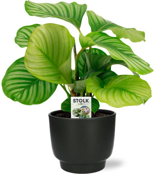 Calathea Orbifolia Potenza pot