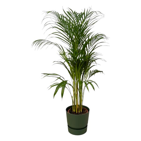 Areca palm - ↨110cm - Ø21cm including elho Greenville Round green D24xH23