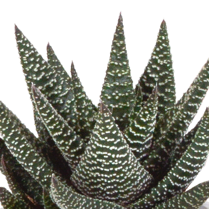 Gasteria/Haworthia mix 8,5cm - 3x - in terracotta pot