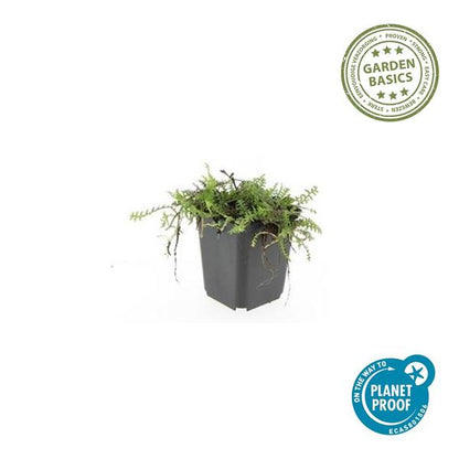 Leptinella squalida - ↕10-25cm - Ø9cm - 6x