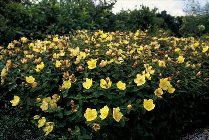 Hypericum dummeri &