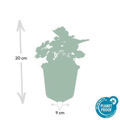 Heuchera mic. &