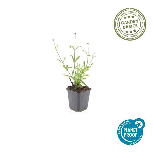 Verbena bonariensis (Lollipop)