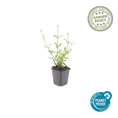 Verbena bonariensis (Lollipop)