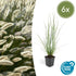 Pennisetum alopecuroides &