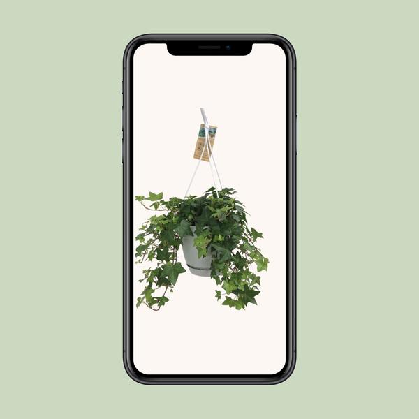 Hedera Helix Green - Hanging Pot White / Basic - Ø17cm - ↕cm