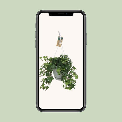 Hedera Helix Green - Hanging Pot White / Basic - Ø17cm - ↕cm