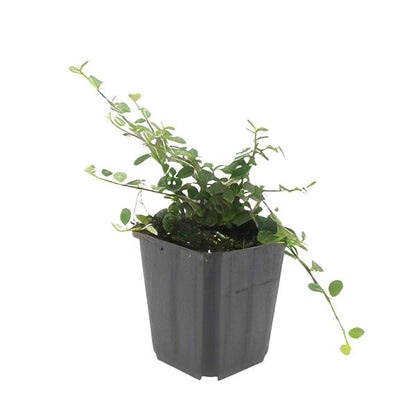 Cotoneaster pr. &