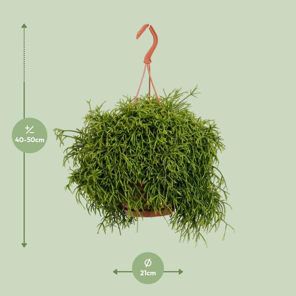 Rhipsalis Heteroclada - Ø21cm - ↕45cm