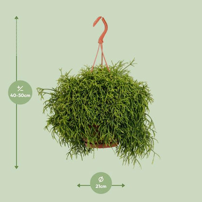Rhipsalis Heteroclada - Ø21cm - ↕45cm
