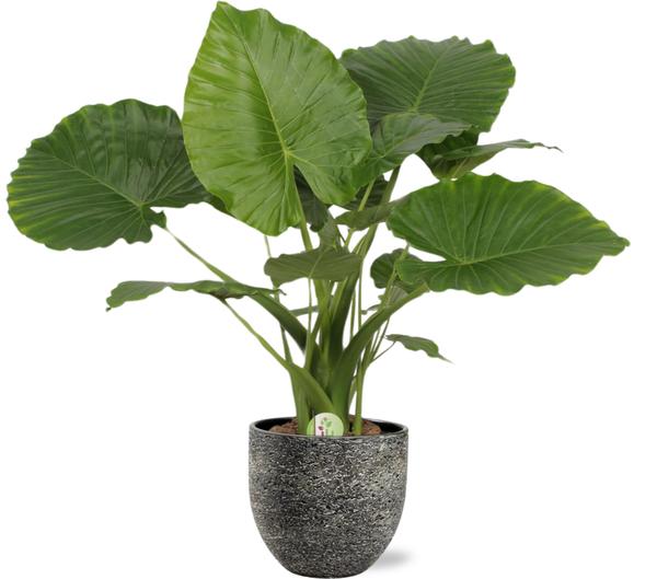Alocasia Gageana California met sierpot