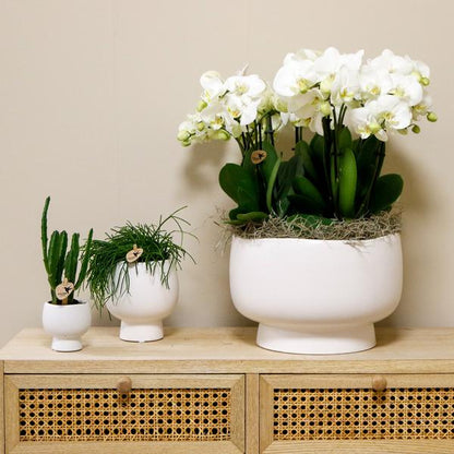 Witte Orchideeënset in Scandic dish inclusief Waterreservoir