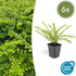 Lonicera nit. &