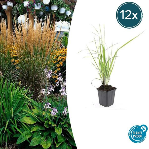 Calamagrostis acut. &