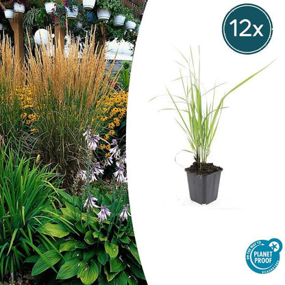 Calamagrostis acut. &
