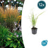 Calamagrostis acut. &