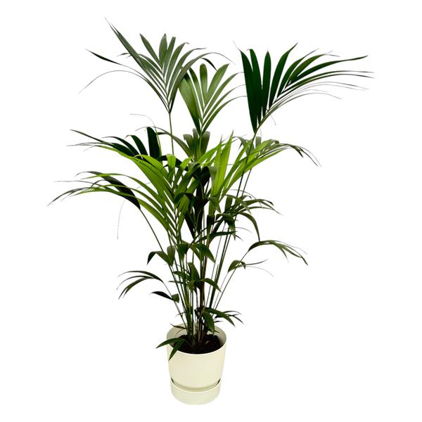 Kentia-Palme inklusive Elho Greenville Round weiß – 160 cm – Ø30