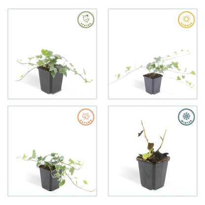 Hedera helix &