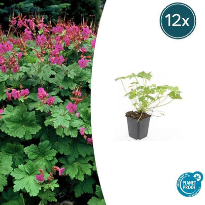 Geranium macr. &